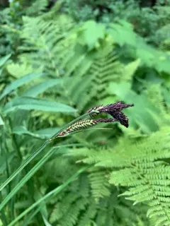 Holm's Rocky Mountain sedge thumbnail 1