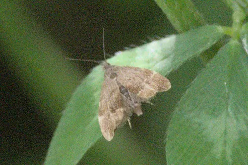 Anthophila alpinella