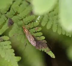 Tipula pachyrhinoides thumbnail 2