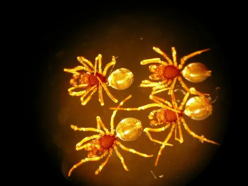 Ceratinops rugosus