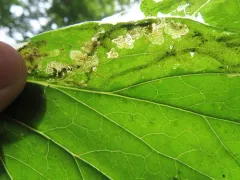 Trypeta flaveola thumbnail 1