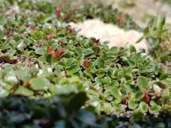 Roundleaf Willow thumbnail 2