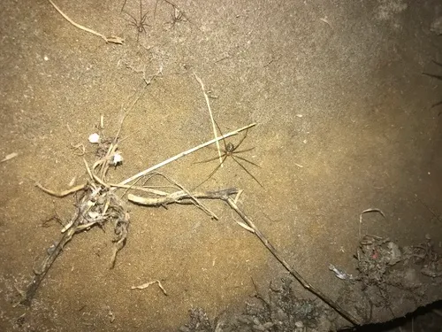 Northwestern Cellar Spider