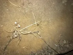 Northwestern Cellar Spider thumbnail 1