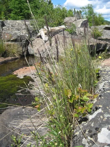 Northern Reedgrass