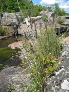 Northern Reedgrass thumbnail 1
