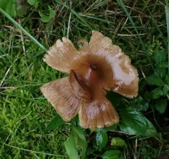 Inosperma neobrunnescens thumbnail 2