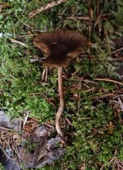 bulbous fibrecap thumbnail 1