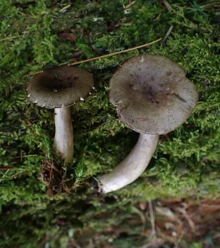Lactarius mucidus