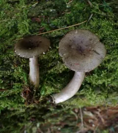 Lactarius mucidus thumbnail 1