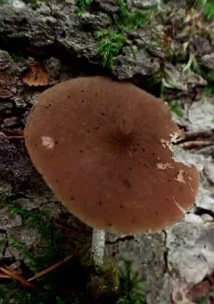 Pluteus podospileus thumbnail 2