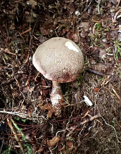 Xerocomellus intermedius