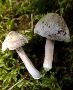 Inocybe acriolens thumbnail 2