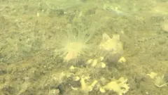 Ghost Anemone thumbnail 2