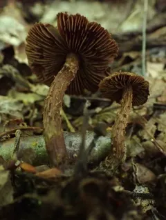 Inosperma mutatum thumbnail 1
