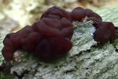 Ascotremella faginea thumbnail 1
