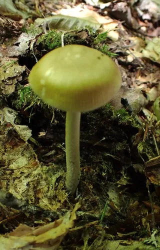 Amanita mortenii