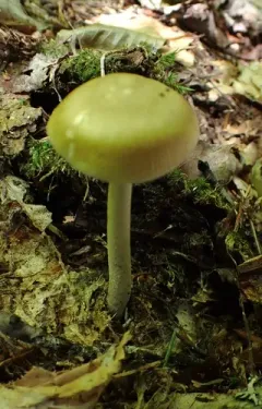 Amanita mortenii thumbnail 1