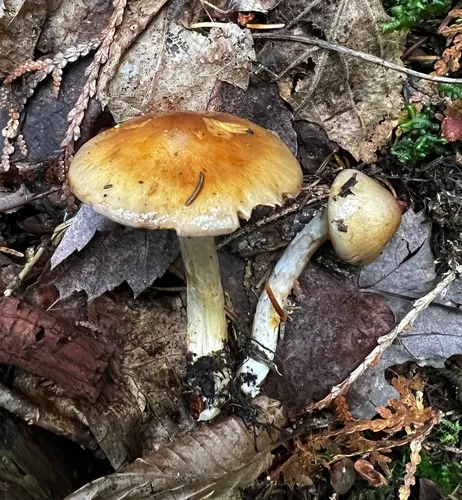 Cortinarius transiens