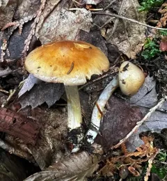 Cortinarius transiens thumbnail 1