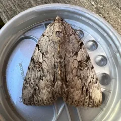 Youthful Underwing thumbnail 3