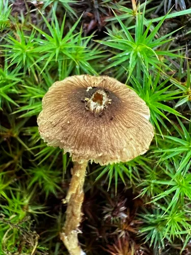 Inocybe pseudoasterospora
