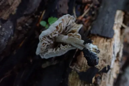 Hypomyces porphyreus