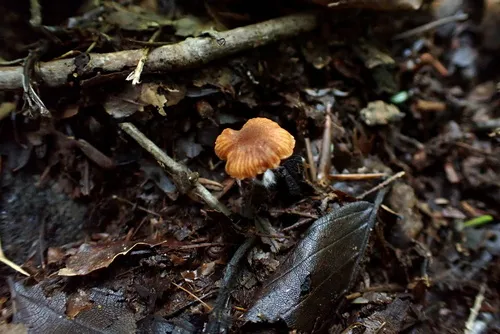 Flammulaster ferrugineus