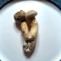 Yellow Gymnopilus thumbnail 1