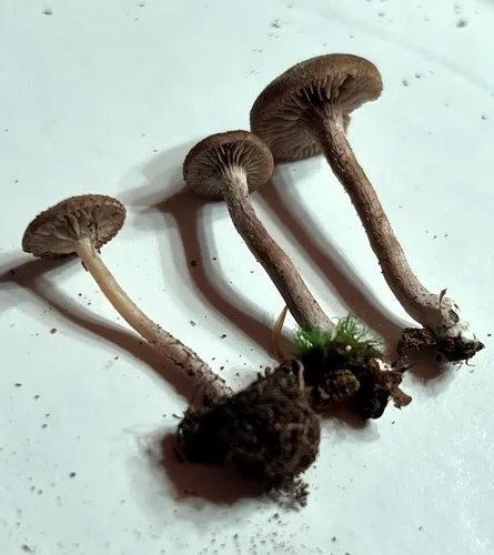 Entoloma fuscosquamosum