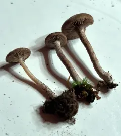Entoloma fuscosquamosum thumbnail 1