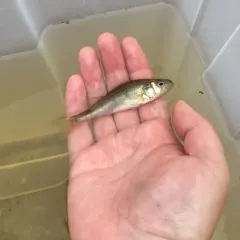 Yellow Perch thumbnail 2