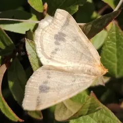 Currant Spanworm Moth thumbnail 3