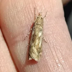 Occidentalia comptulatalis thumbnail 2