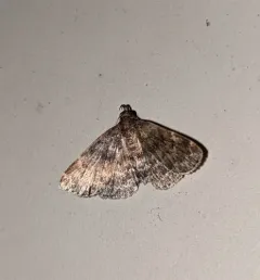 Forbes' Idia Moth thumbnail 2