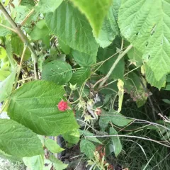 red raspberry thumbnail 3