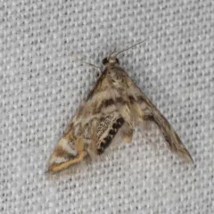 Canadian Petrophila thumbnail 2