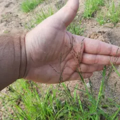 purple love grass thumbnail 2