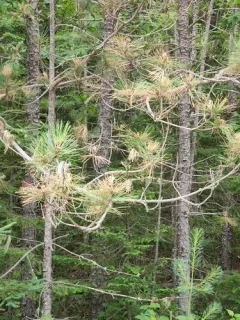 Sirococcus conigenus thumbnail 2
