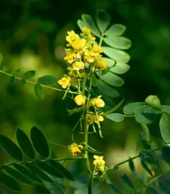 Maryland senna thumbnail 2