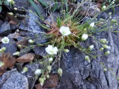 Rock Stitchwort thumbnail 3