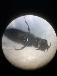 Oxyporus femoralis thumbnail 2