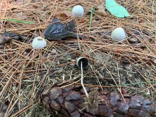 Panaeolus retirugis