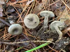 Rhodocybe caelata thumbnail 2