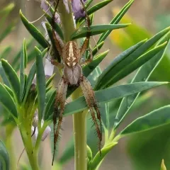 Western Spotted Orbweaver thumbnail 2