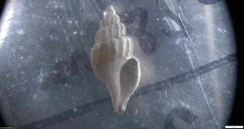 Propebela scalaris