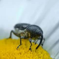 Rugged Flower Weevil thumbnail 4