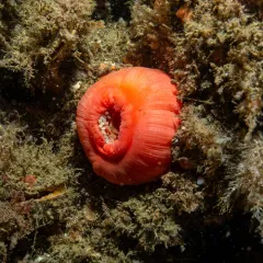 Cribrinopsis similis thumbnail 4