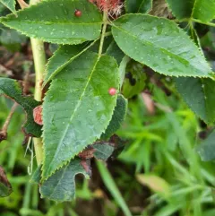 Smooth Pea Gall Wasp thumbnail 4