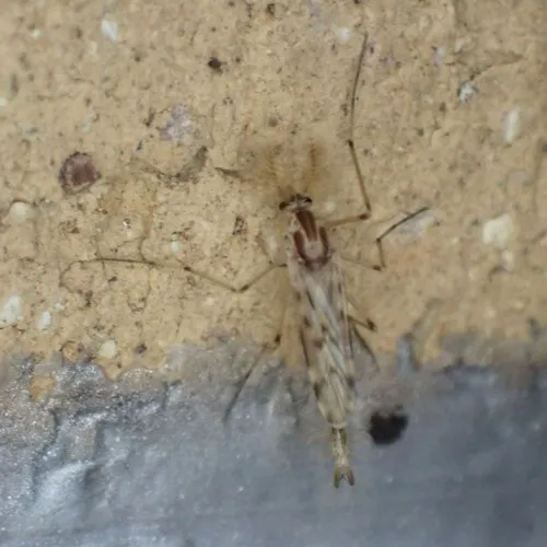 Chaoborus trivittatus